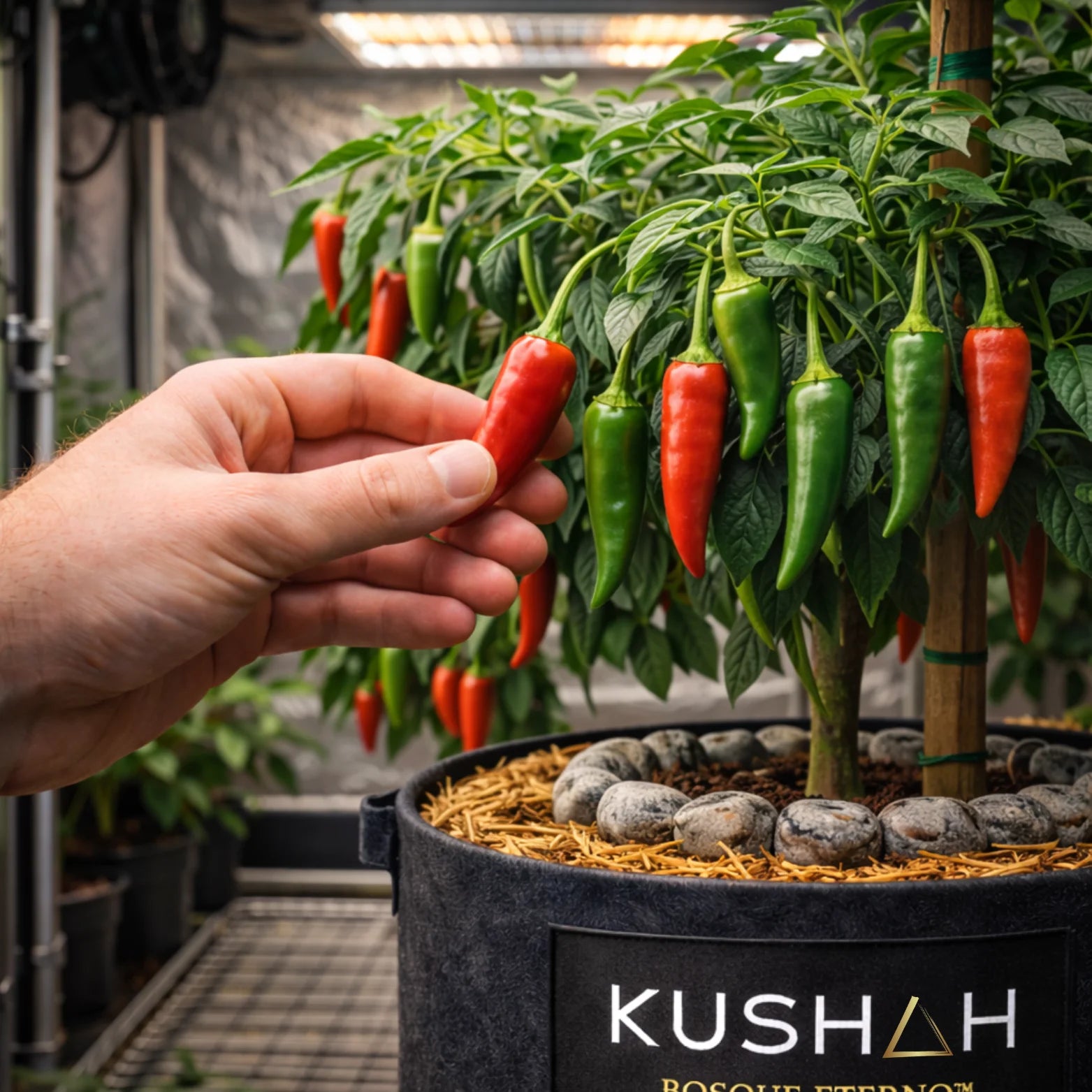 Cosecha real de chiles en maceta Bosque Eterno KUSHAH con living soil no-till, mostrando cultivo indoor productivo con suelo vivo y microvida activa en sistema de suelo vivo diseñado para alto rendimiento en cultivo indoor o exterior.